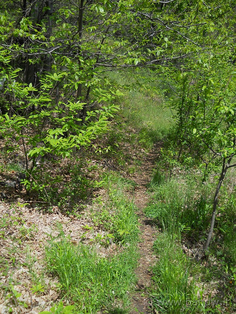 DSCN4639.JPG - Ancora sul sentiero che però si infittisce e si immette dentro la vegetazione e quindi impossibile da praticare